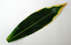 Striped bamboo leaf (31 cm)