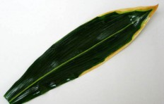 Striped bamboo leaf (38 cm)