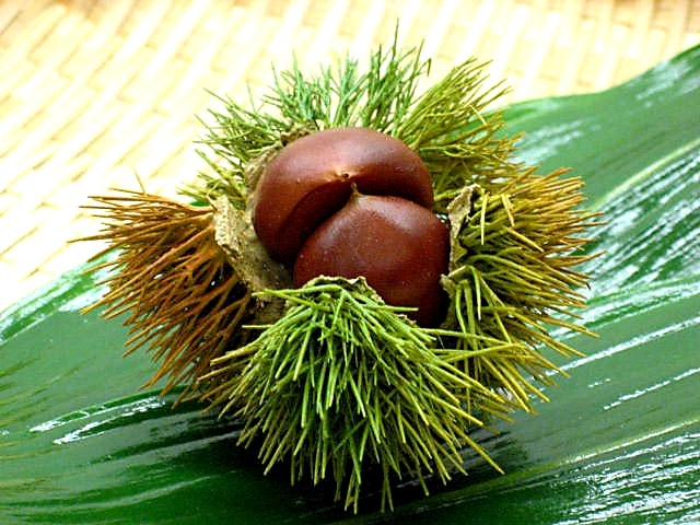 Chestnut (small)