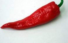Red chili pepper (35/130mm)