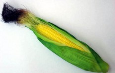 Corn (230mm)