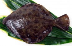 Flounder (20 cm)