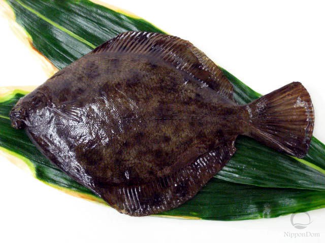 Flounder (20 cm)