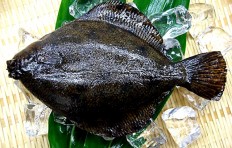 Flounder (24.5 cm)