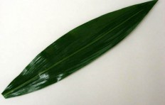 Green leaf (36 cm)