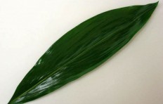Green leaf (40cm)