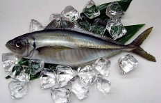 Horse mackerel (34.5 cm)-1