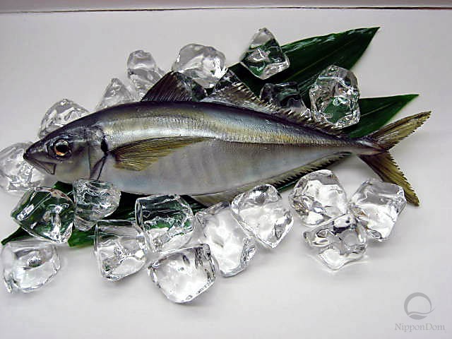 Horse mackerel (31 cm)-1