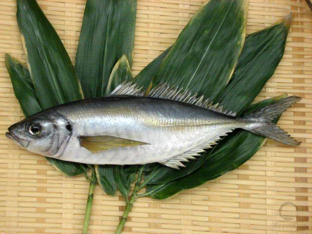 Horse mackerel (25 cm)-1