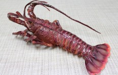 Lobster (270×110 mm)
