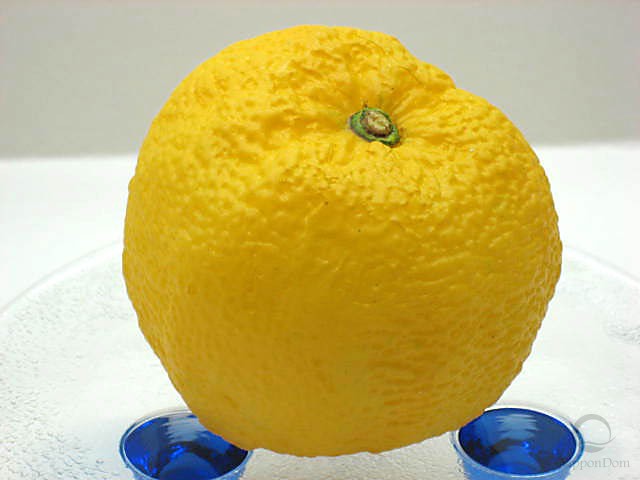 Large lemon