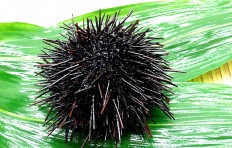 Large sea urchin