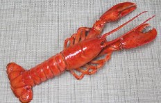Lobster (360 x110 mm)