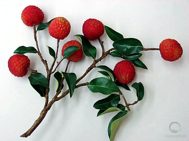 Lychee branch (large)