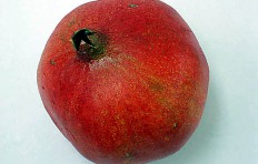 Pomegranate (large)