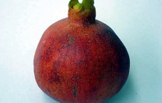Pomegranate (medium)