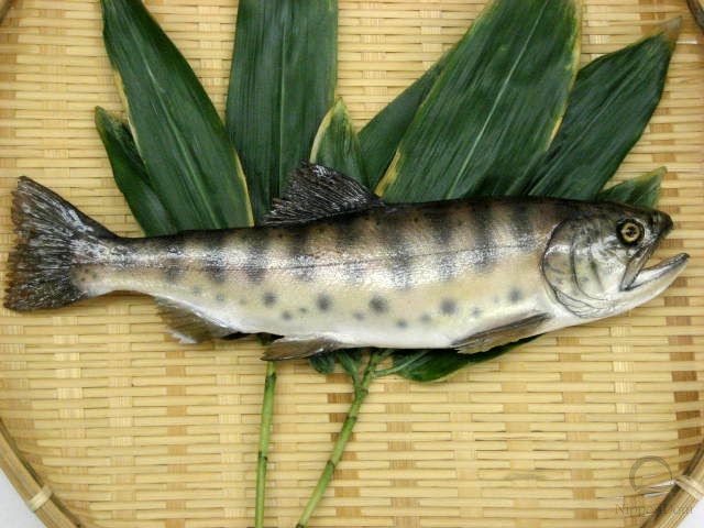 Salmon (29 cm)-1