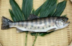 Salmon (29 cm)-2