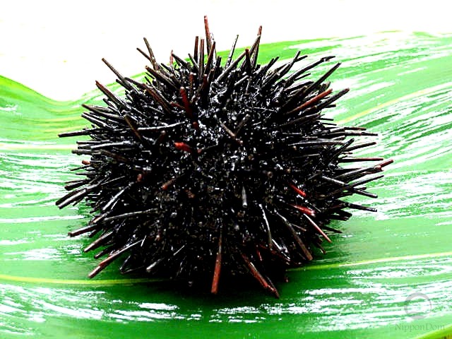 Small sea urchin