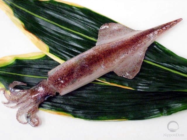 Squid (23 cm)