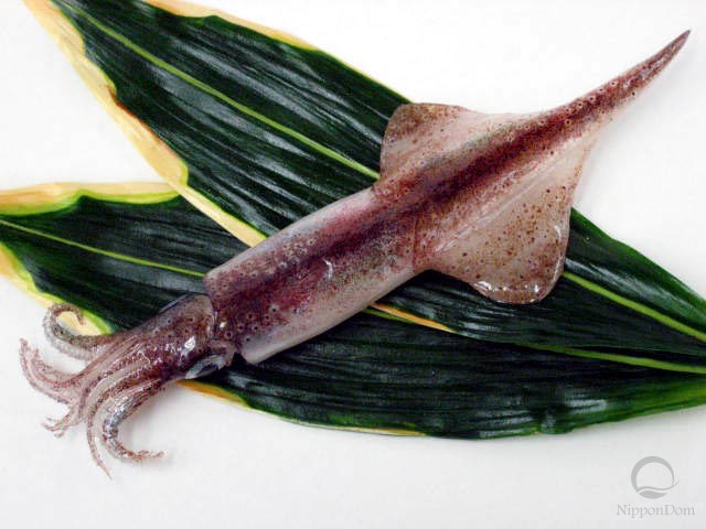 Squid (27 cm)