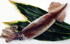 Squid (31 cm)