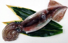 Squid (37 cm)