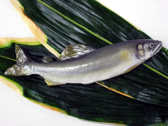 Sweetfish (16.5 cm)-2