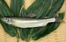 Sweetfish (21 cm)-1