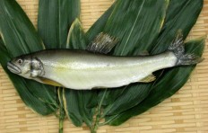 Sweetfish (21 cm)-2